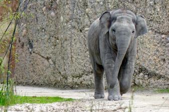 Auch Elefanten lernen evolutionär z.B. ihren Rüssel zu nutzen