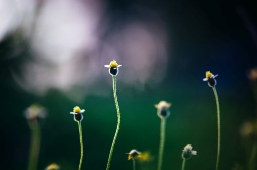 Filigrane Blüten sehen aus wie Tiere